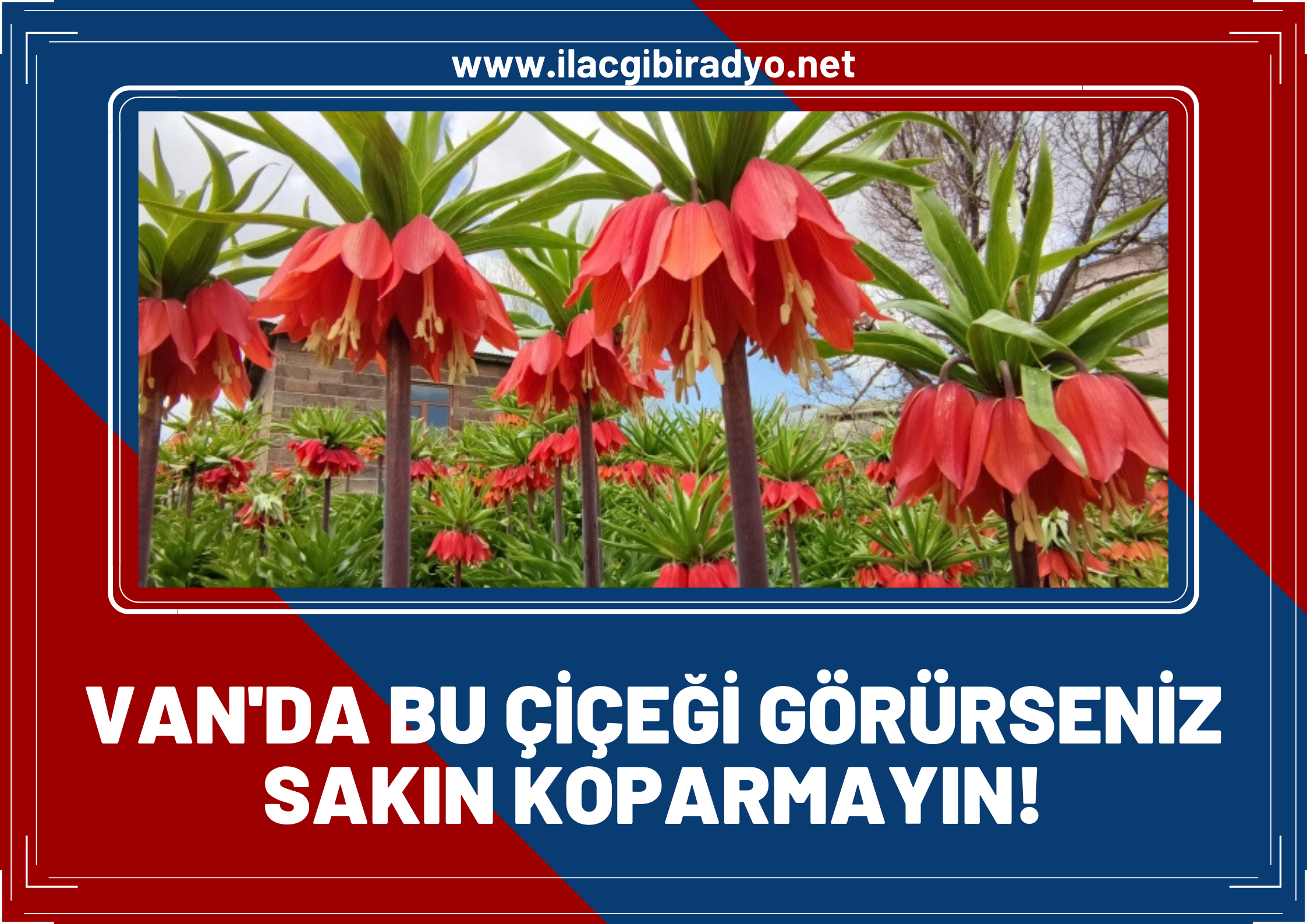 Van'da bu çiçeği görürseniz sakın koparmayın! Para cezası var: 109 bin 593 TL!