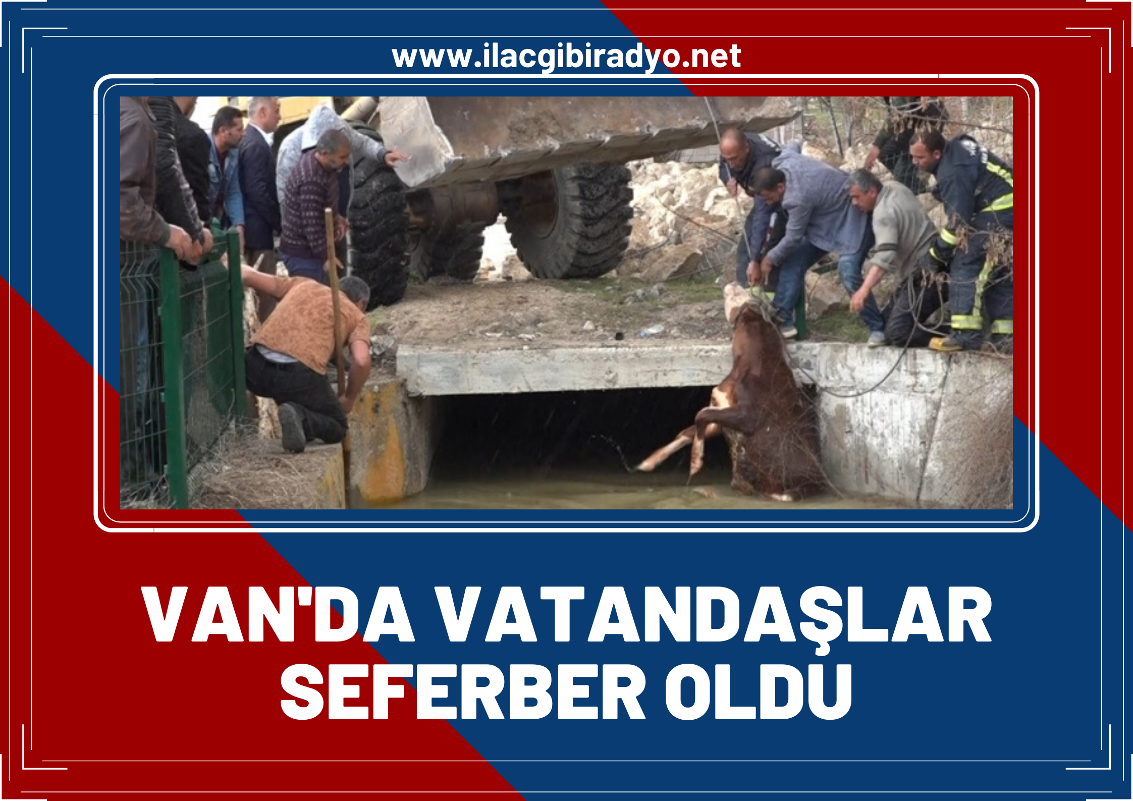 Van’da sulama kanalına düştü, vatandaşlar seferber oldu! 3 büyükbaş hayvandan 2'si kurtarıldı