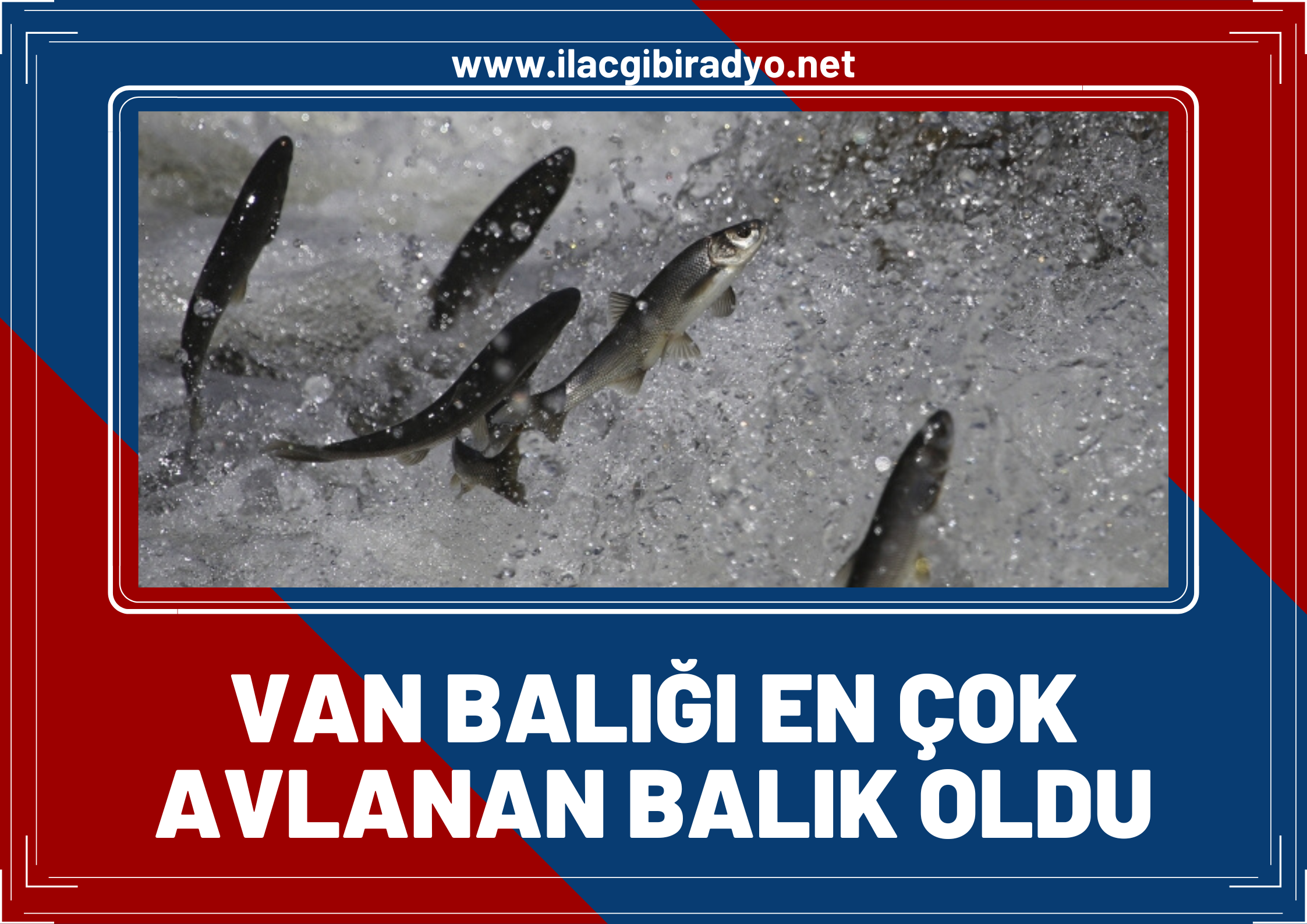 TÜİK açıkladı... Van Balığı, en çok avlanan balık oldu!