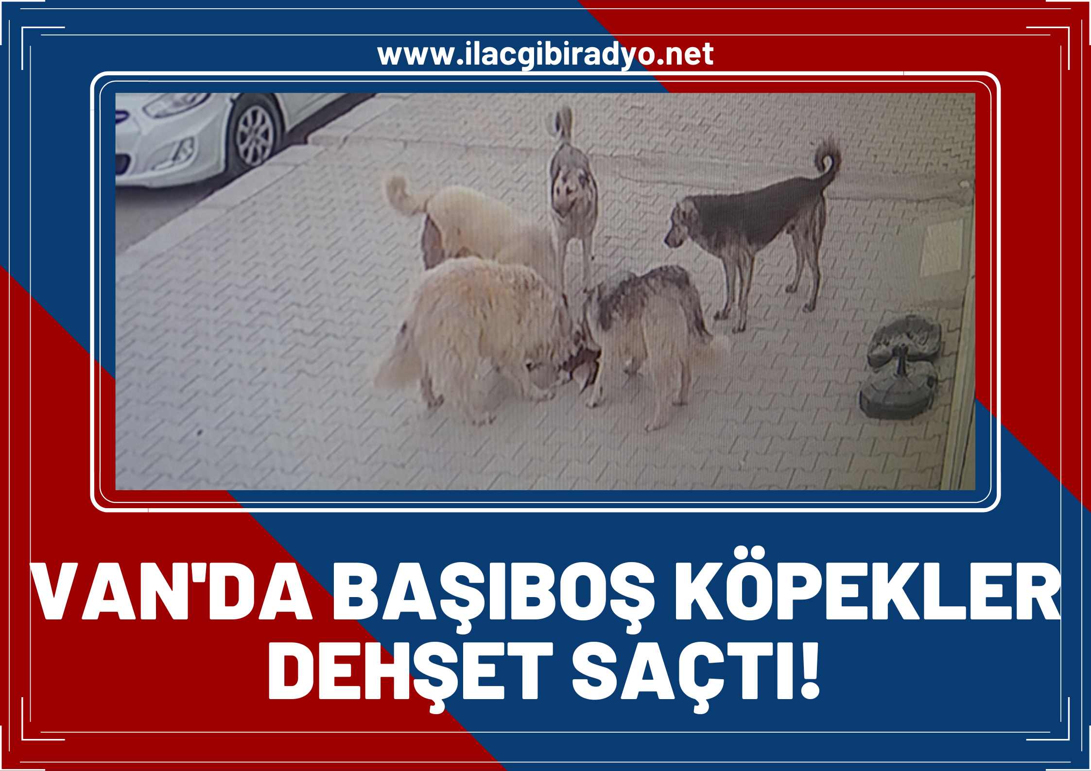 Van’da başıboş köpekler dehşet saçtı! Kediyi parçalayarak öldürdüler