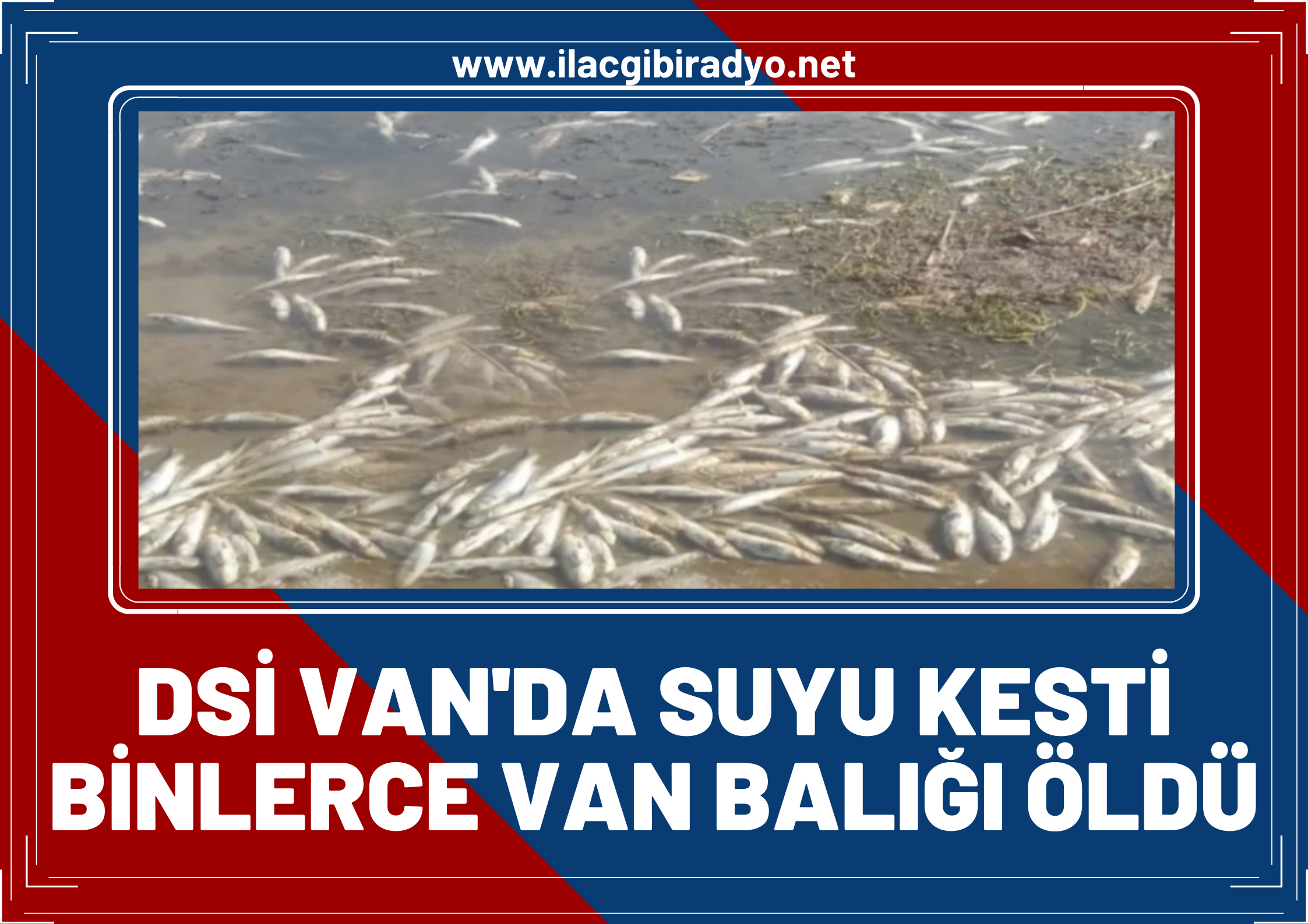 DSİ Van’da suyu kesti, binlerce Van Balığı öldü!