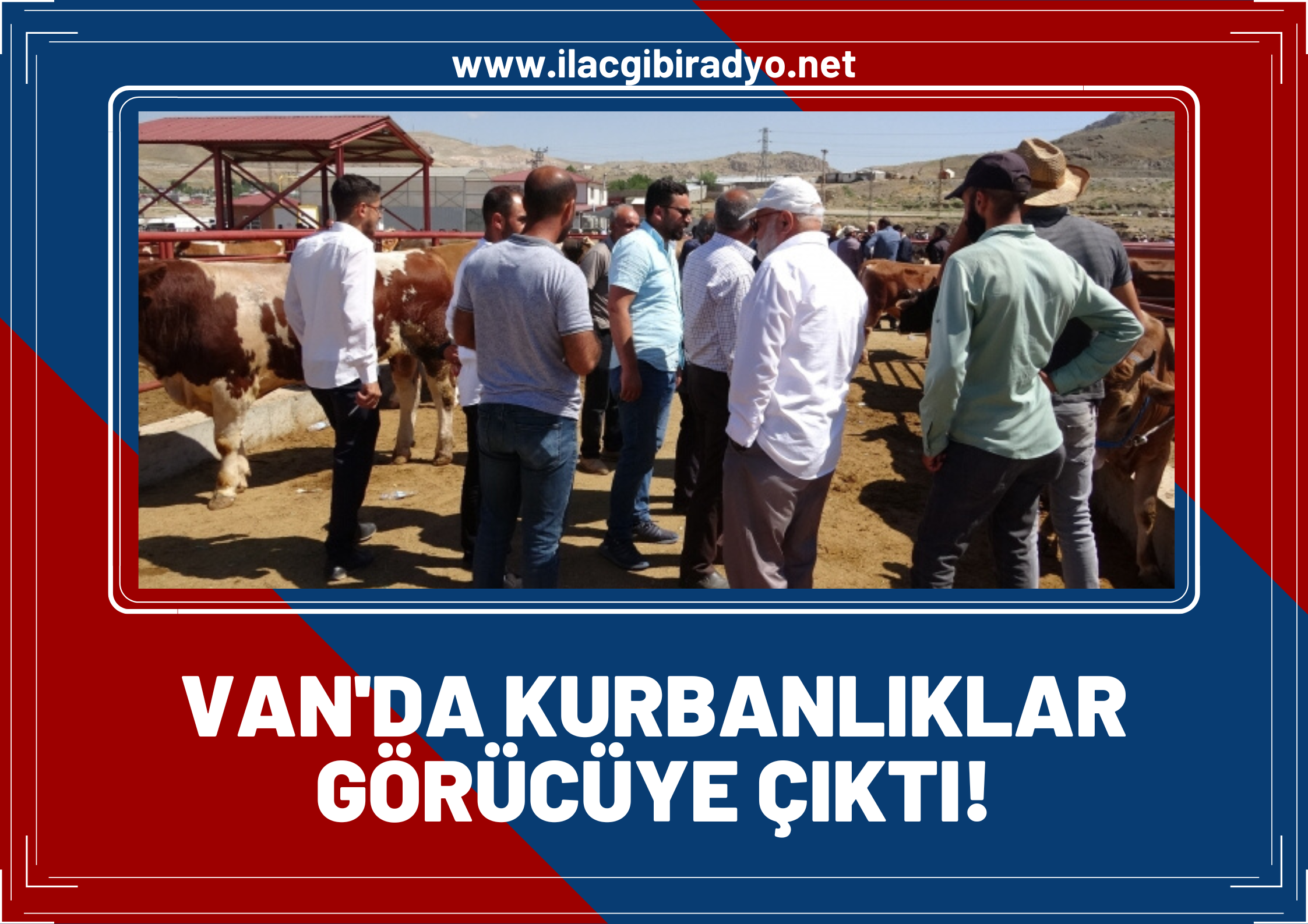 Van’da kurbanlıklar görücüye çıktı