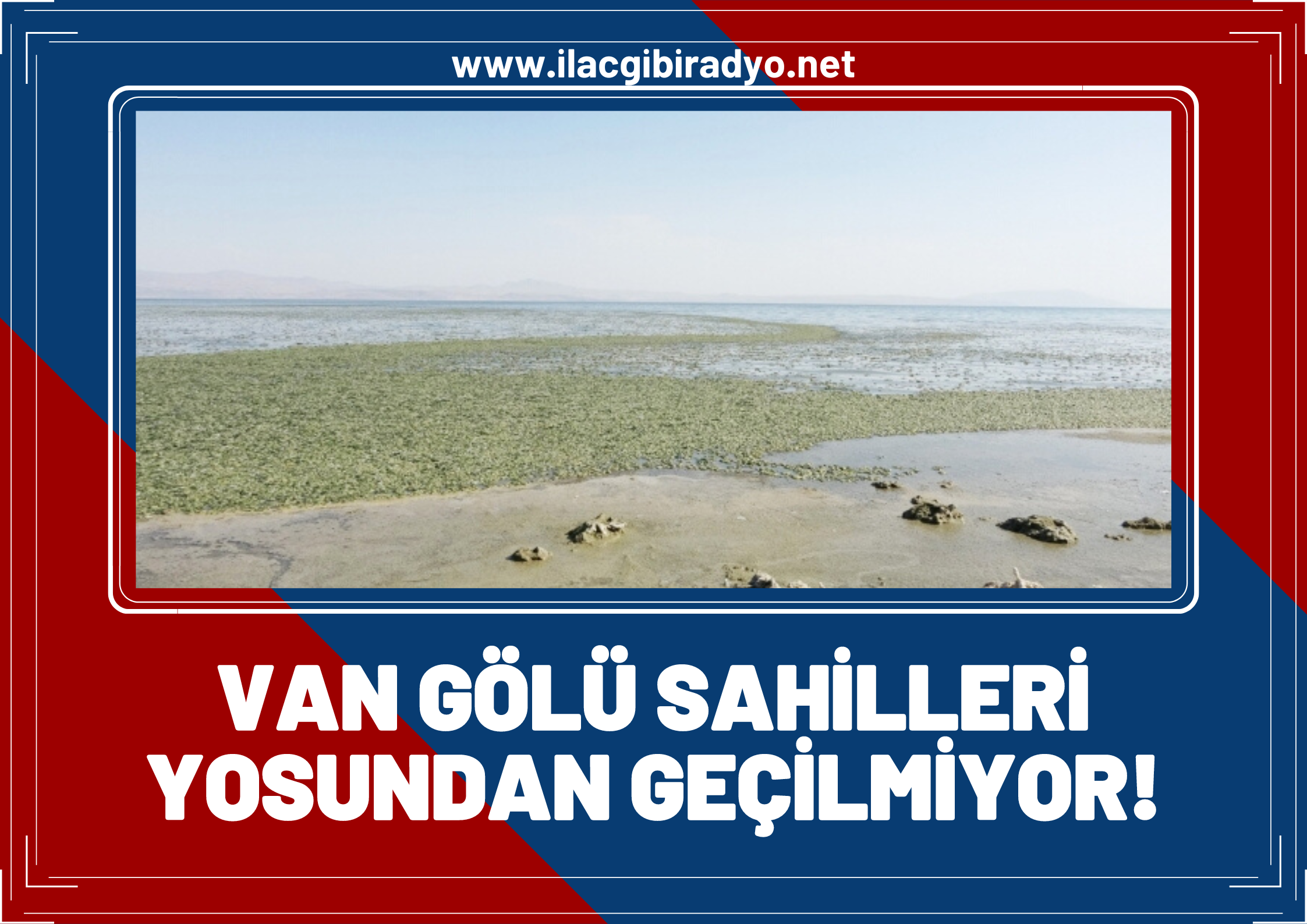 Van Gölü sahilleri yosun kirliliği ile karşı karşıya!