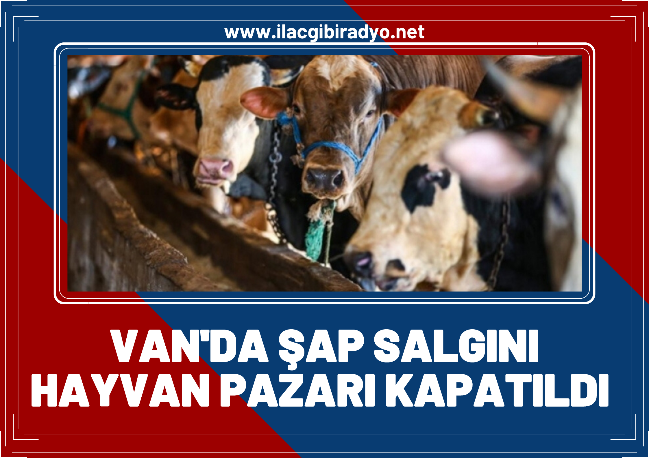 Van'da şap salgını! Hayvan Pazarı 15 gün kapatıldı