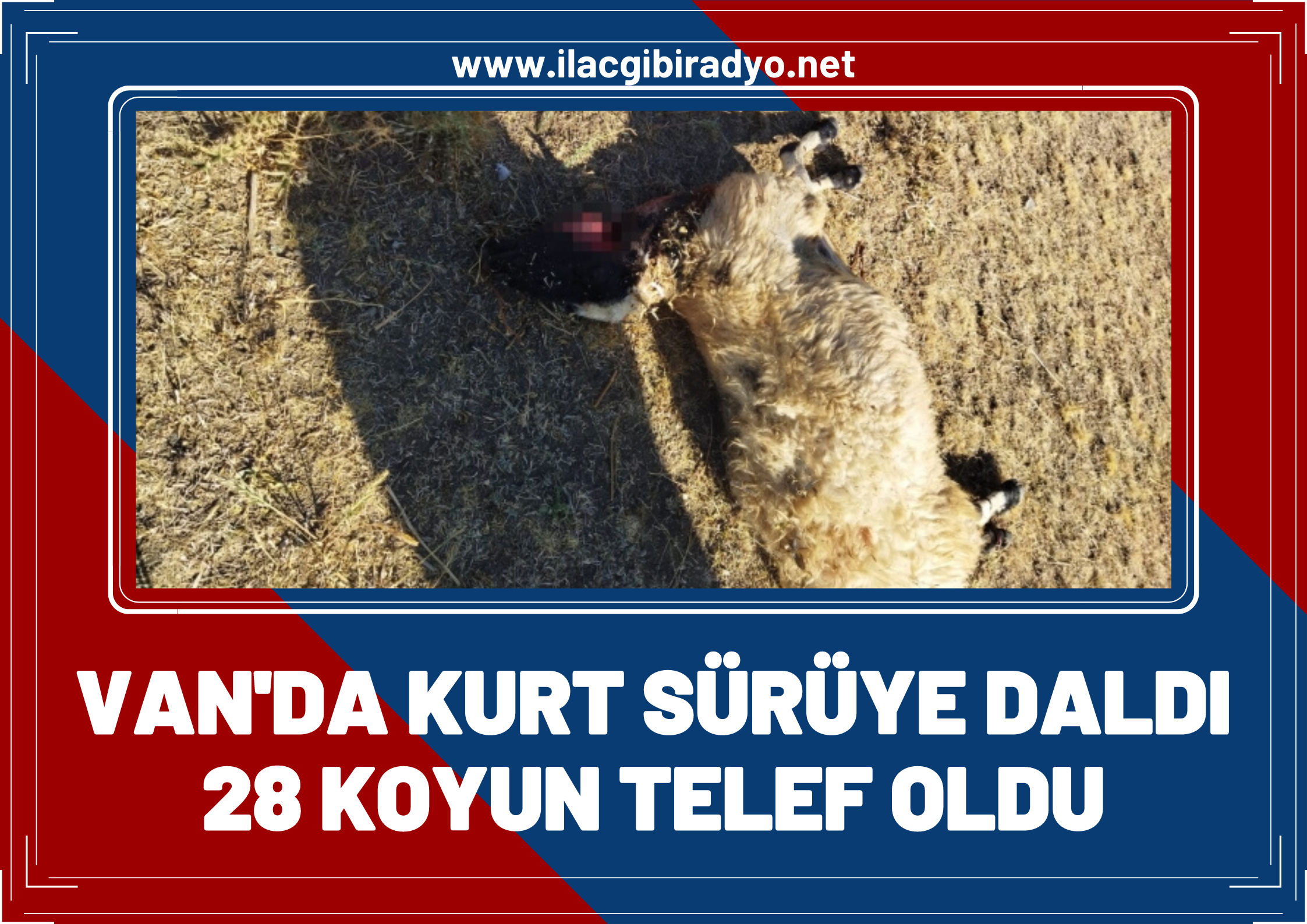 Van’da aç kurtlar koyun sürüsüne daldı: 28 koyun telef oldu!