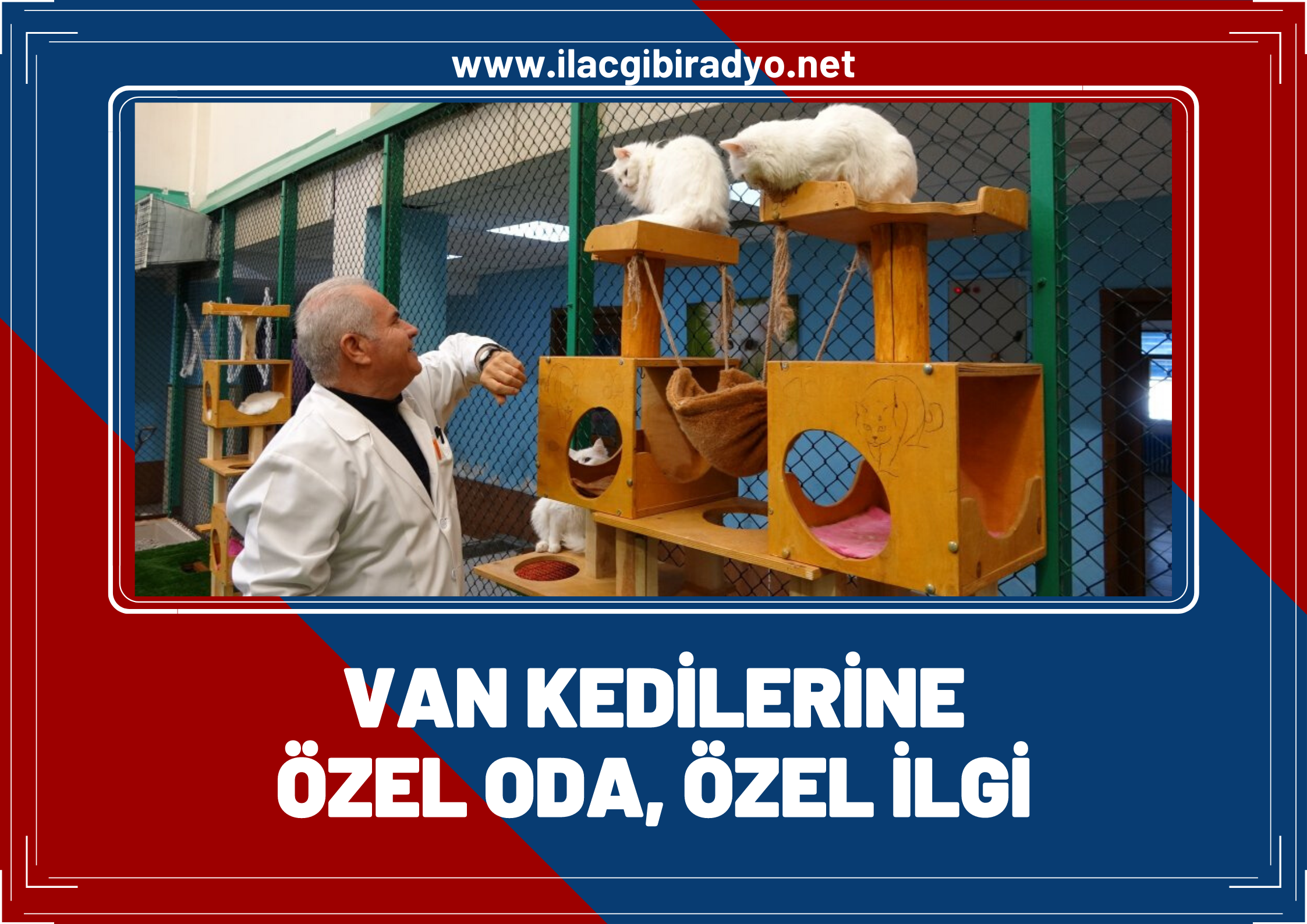 Koruma altındaki damızlık Van Kedilerine özel oda, özel ilgi!