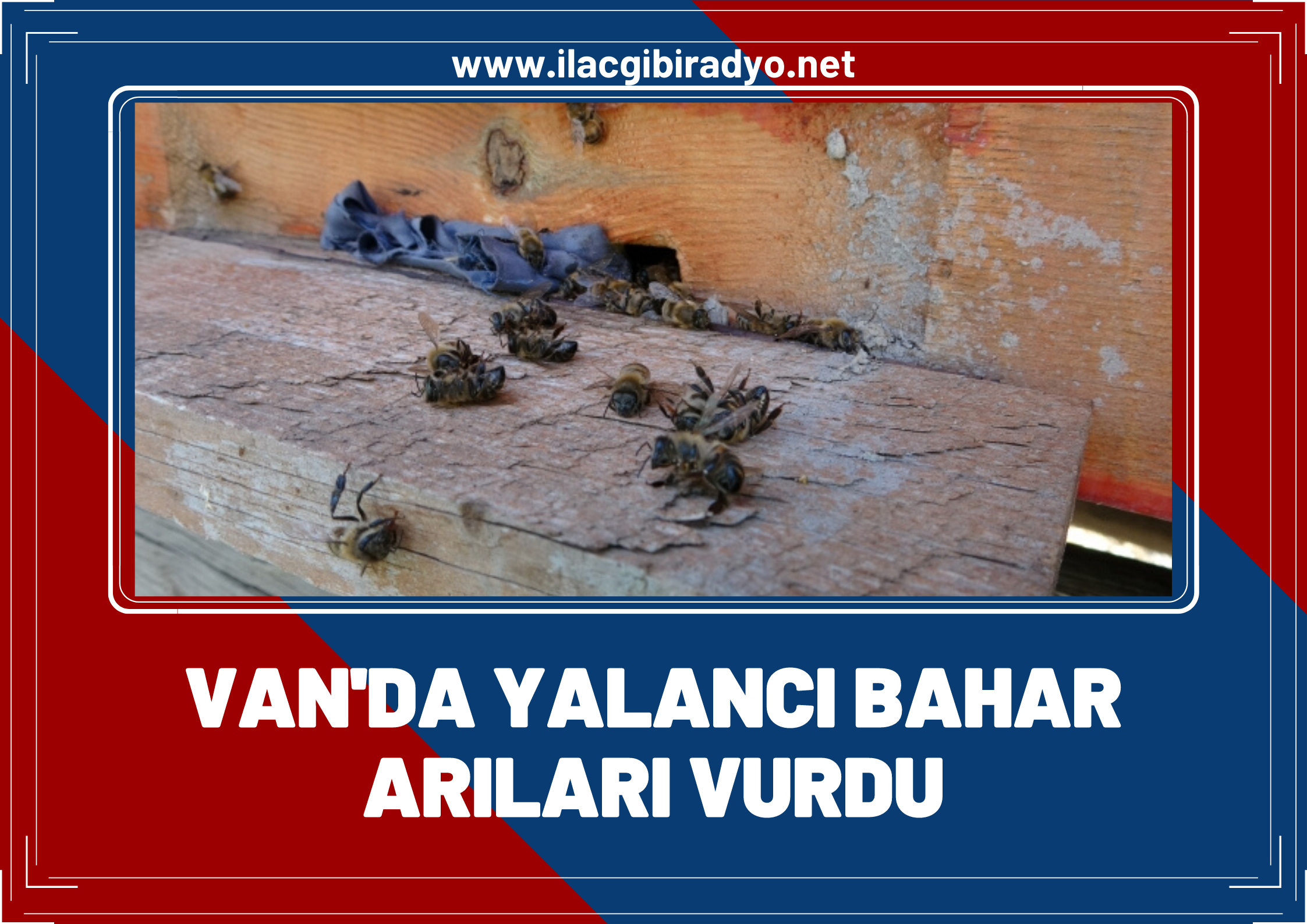 Van'da yalancı bahar arıları vurdu