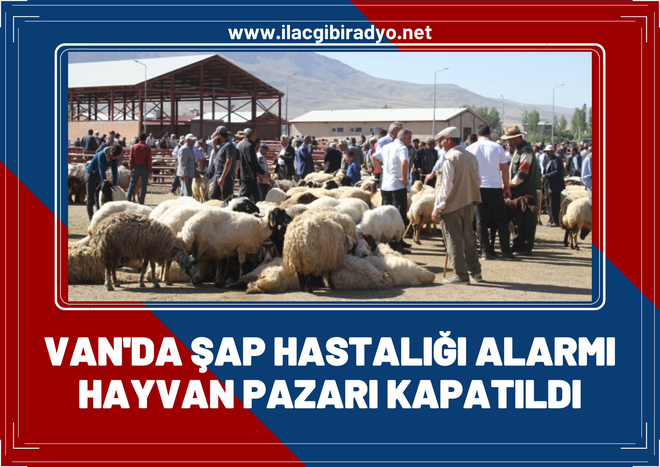 Van’da şap hastalığı alarmı: Canlı hayvan pazarı kapatıldı!