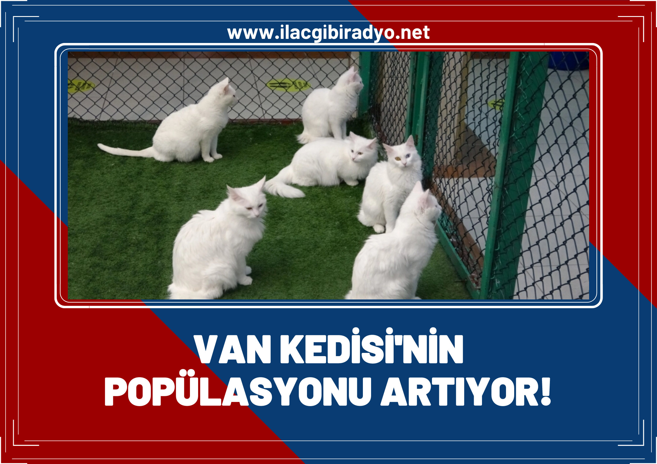 Van kedisi’nin popülasyonu artıyor!