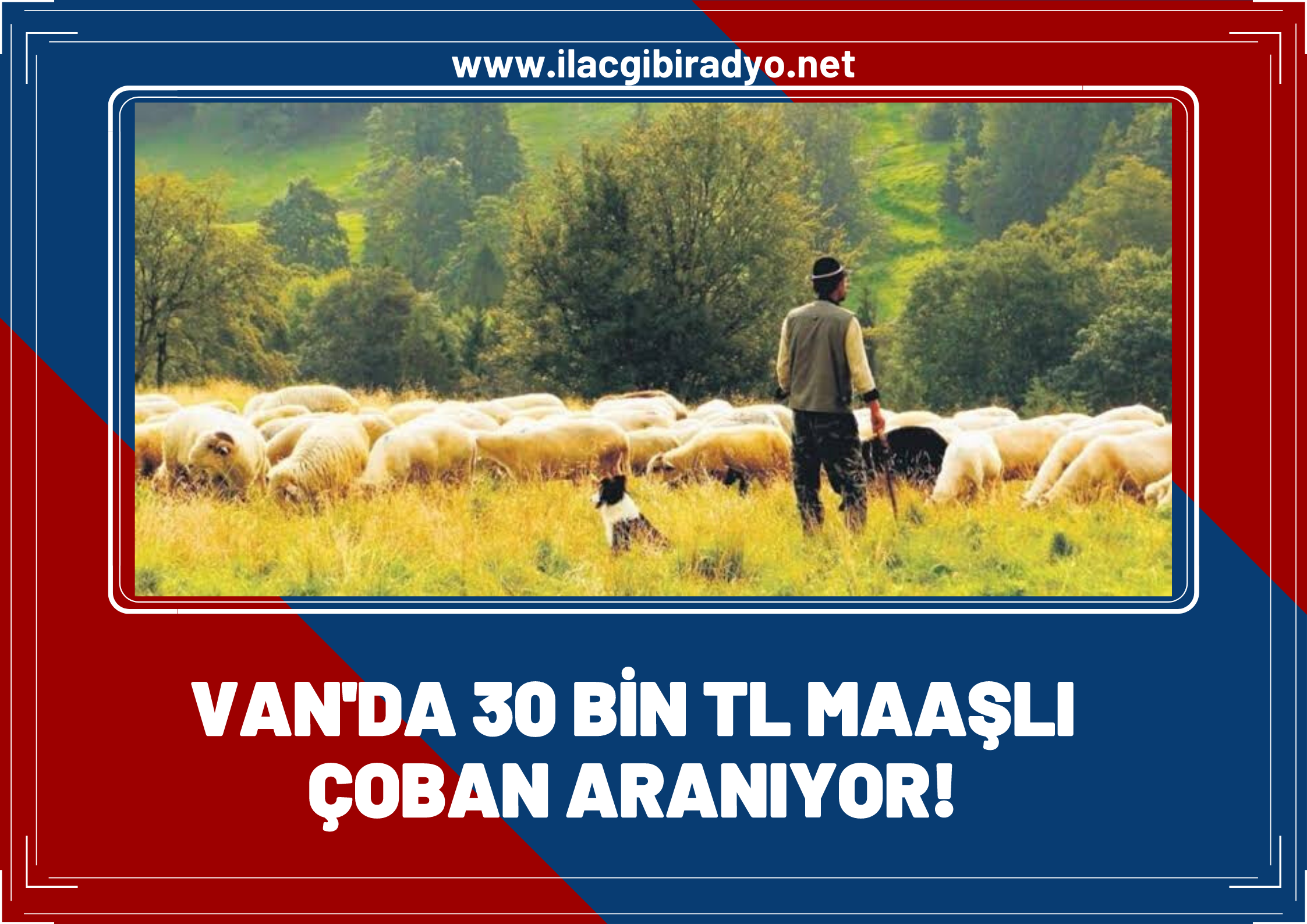 30 bin TL Maaşla çoban aranıyor!