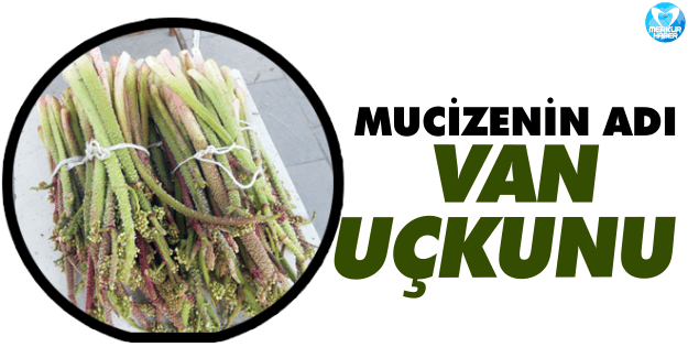 Dünya Van Uçkunu Mucizesini Konuşuyor!