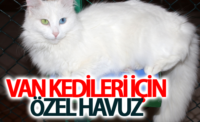 Van kedileri için özel havuz