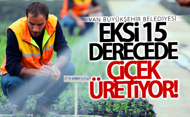 Van Büyükşehir Belediyesi eksi 15 derecede çiçek üretiyor